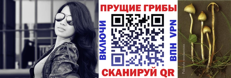 Псилоцибиновые грибы Psilocybine cubensis  Купить закладки  Геленджик 